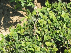 Boboli gardens - lizard1